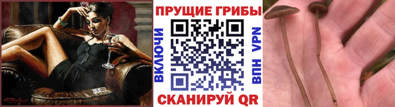 Галлюциногенные грибы Psilocybine cubensis  как найти   Калуга 